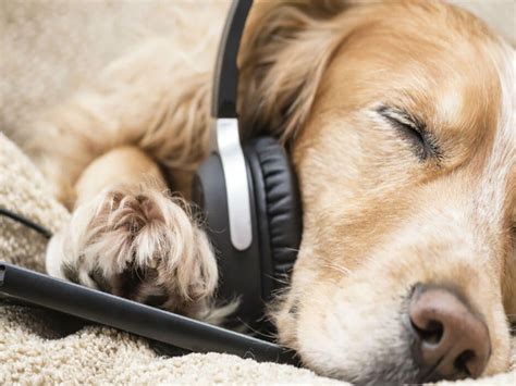 Can Dogs Enjoy Music? A Look into the World of Canine Audiovisual Experience