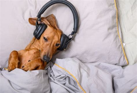 can dogs like music? maybe not, but what if they do?